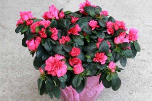 A close up horizontal image of a florist's azalea (Rhododendron simsii) with bright pink flowers.