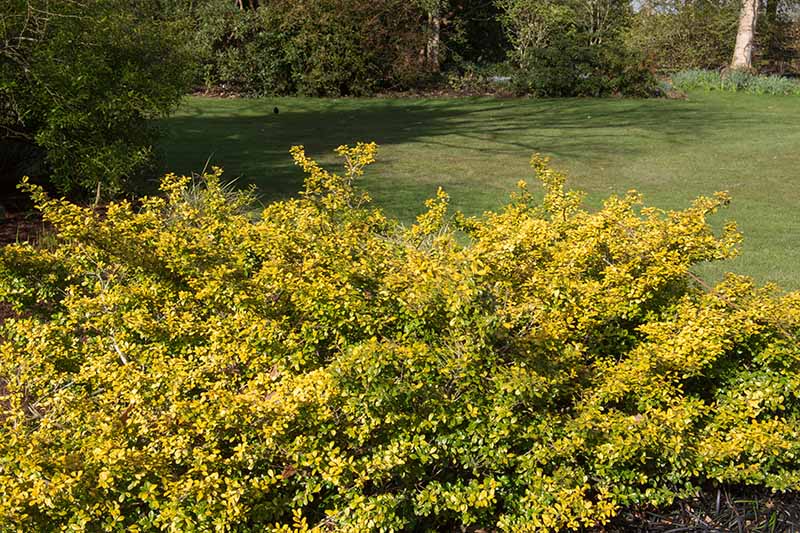 A close up horizontal image of Ilex crenata 'Golden Gem' Japanese holly growing in the garden with bright yellow flowers.