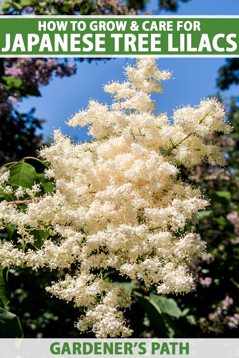 A close up vertical image of a flowering Japanese tree lilac (Syringa reticulata) growing in the garden pictured on a blue sky background. To the top and bottom of the frame is green and white printed text.
