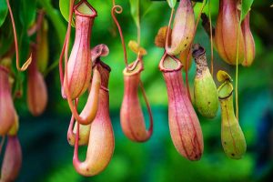 How to Grow Tropical Nepenthes Pitcher Plants Indoors
