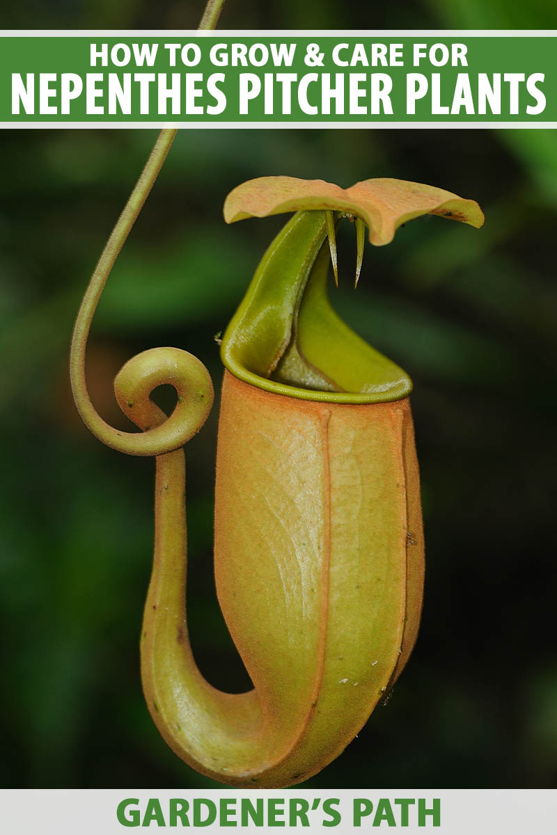 A close up vertical image of a tropical Nepenthes pitcher plant isolated on a soft focus background. To the top and bottom of the frame is green and white printed text.