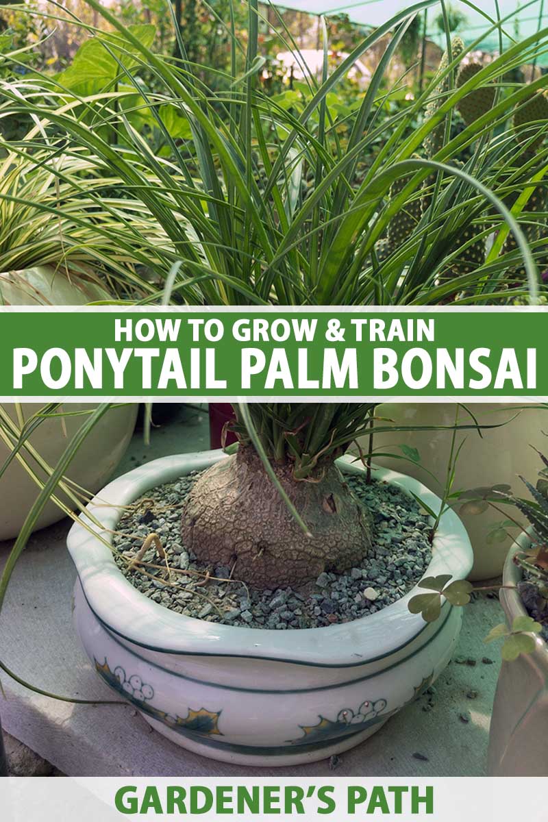 A close up vertical image of a ponytail palm trained as a bonsai growing in a small china pot. To the center and bottom of the frame is green and white printed text.