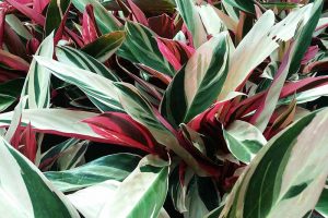 How to Grow Stromanthe Triostar Houseplants