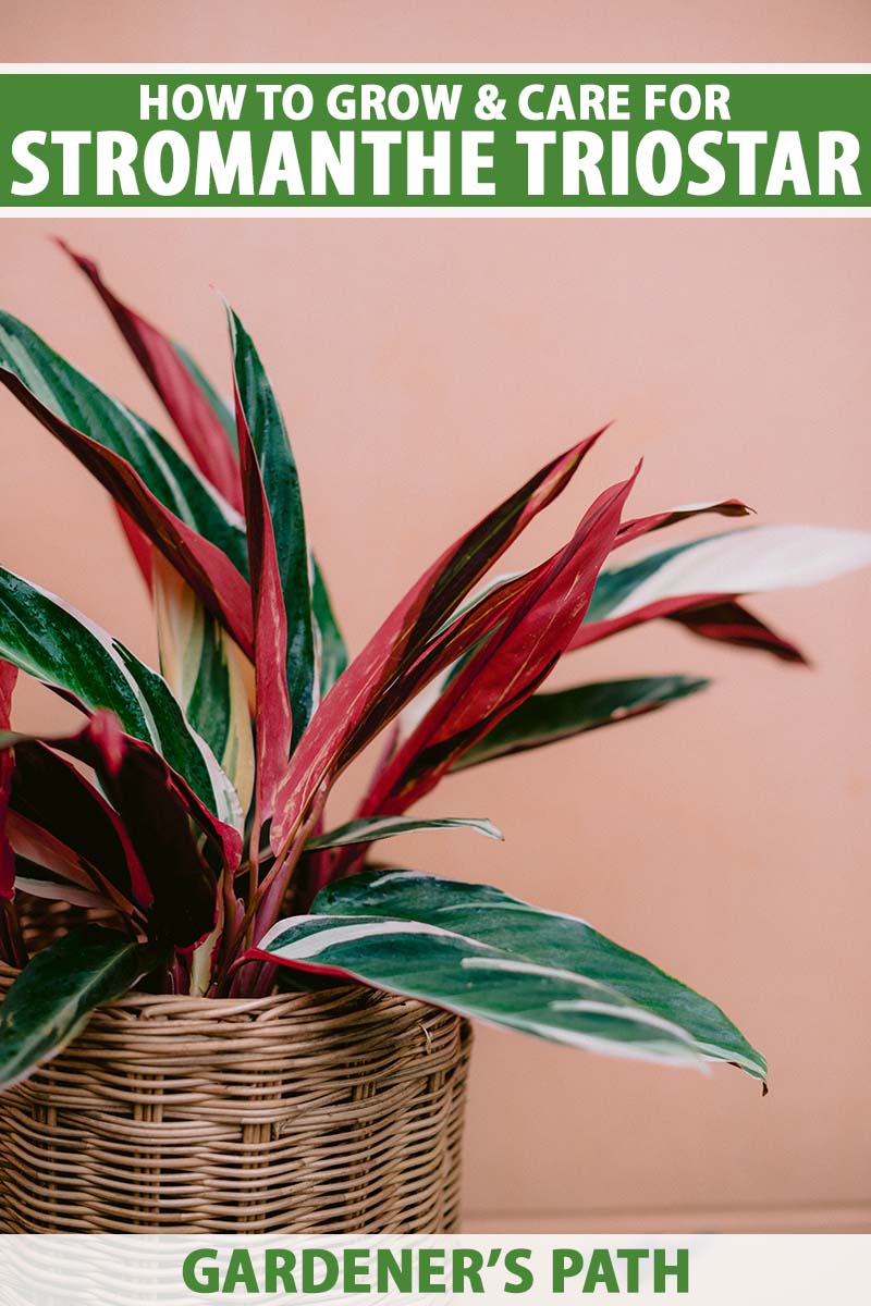 A close up vertical image of a Stromanthe 'Triostar' plant growing in a pot set in a wicker basket pictured in front of a pink wall. To the top and bottom of the frame is green and white printed text.