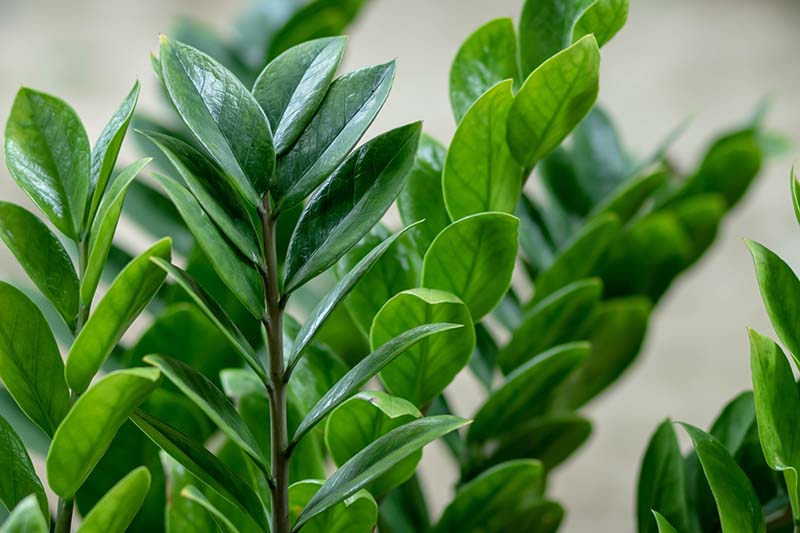 A close up horizontal image of the foliage of Zamioculcas zamiifolia growing indoors.
