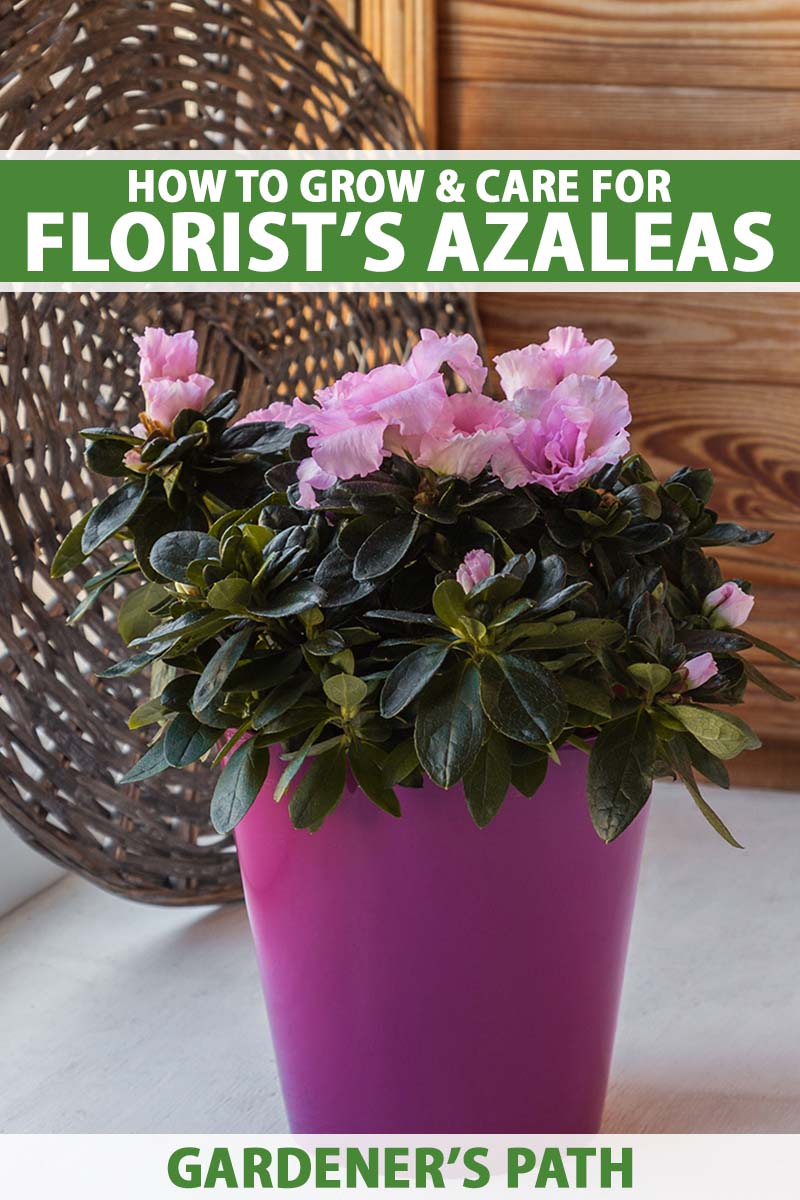A close up vertical image of florist's azaleas (Rhododendron simsii) growing in a dark pink pot indoors. To the top and bottom of the frame is green and white printed text.