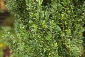 How to Grow and Care For Japanese Holly