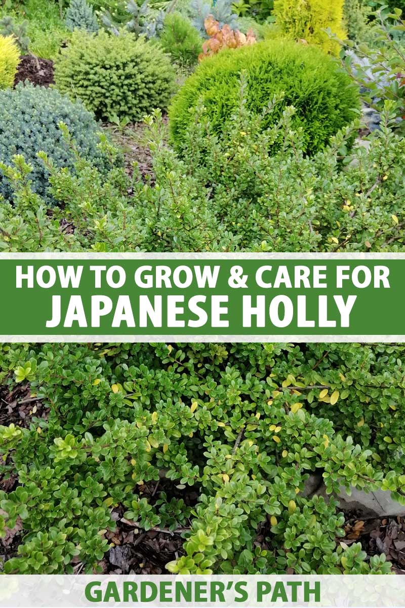 A close up vertical image of Japanese holly (Ilex crenata) growing in the garden. To the center and bottom of the frame is green and white printed text.