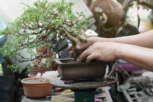 How to Mix Your Own Bonsai Soil to Grow Healthy Plants
