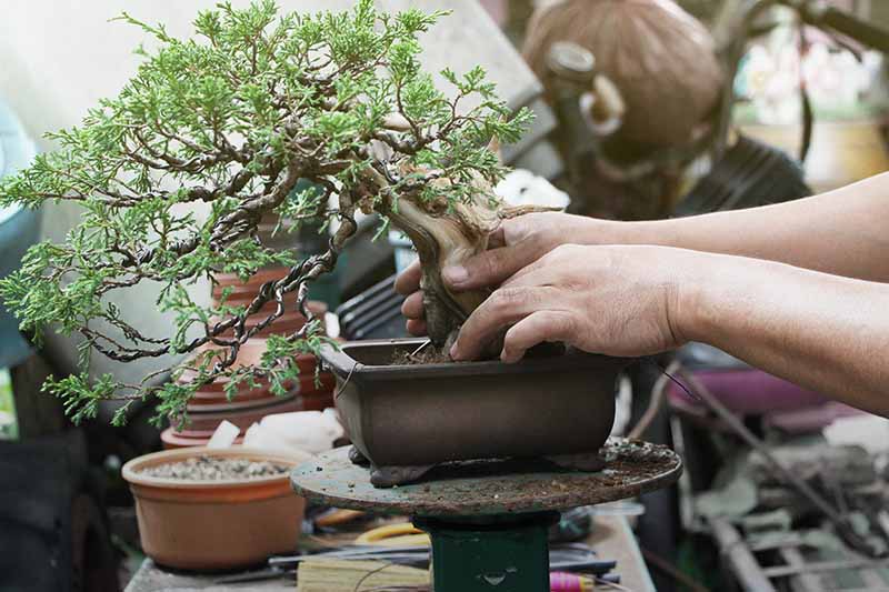 A close up horizontal image of a gardener changing the soil of a small bonsai tree.
