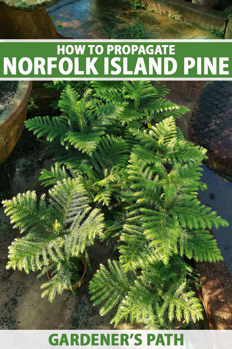 A close up vertical image of a row of small Norfolk Island pines set on a concrete surface. To the top and bottom of the frame is green and white printed text.