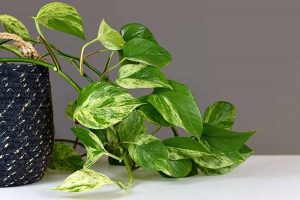 A close up horizontal image of a pothos houseplant growing in a decorative container and spilling over the edge.