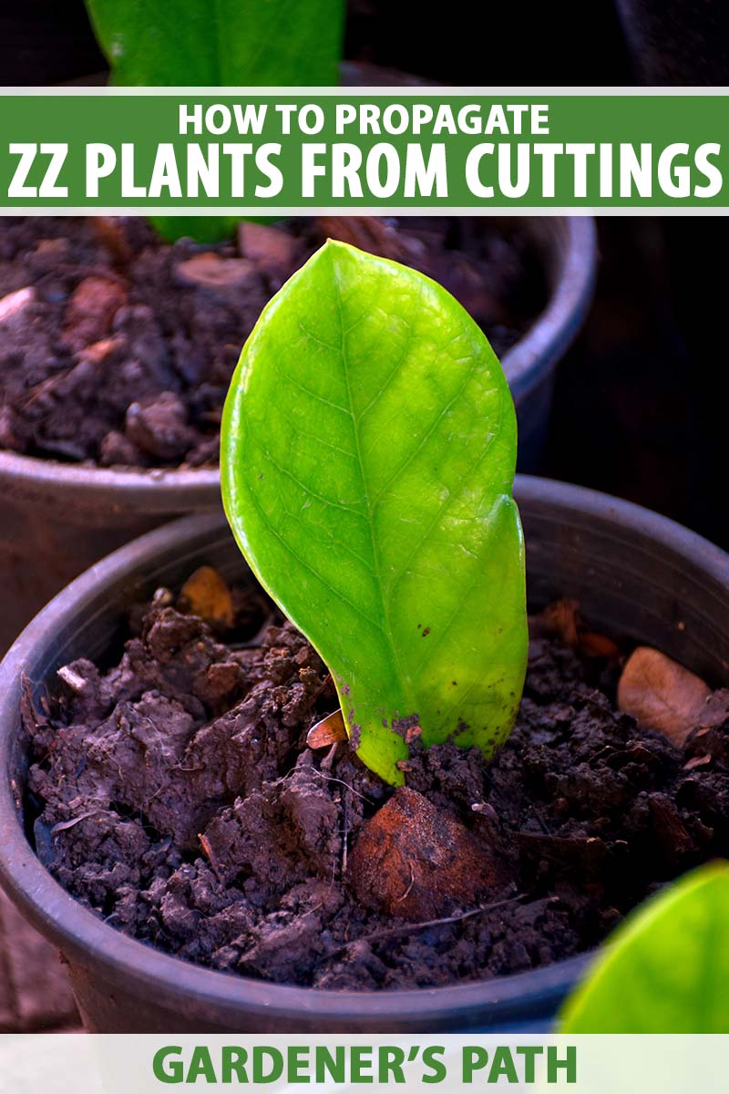 A close up vertical image of pots of Zamioculcas zamiifolia leaf cuttings rooting in soil. To the top and bottom of the frame is green and white printed text.