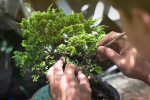 Pruning Bonsai 101: How to Shape Your Plants