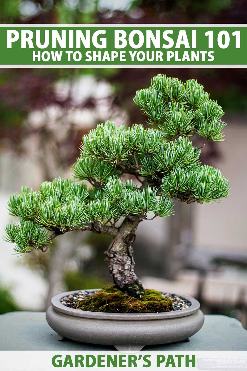 A close up vertical image of a mature bonsai tree set on a gray surface pictured on a soft focus background. To the top and bottom of the frame is green and white printed text.