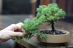 How to Trim and Shape a Cascade-Style Bonsai