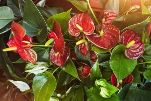 A close up horizontal image of an anthurium houseplant with bright red spathes and glossy green leaves.