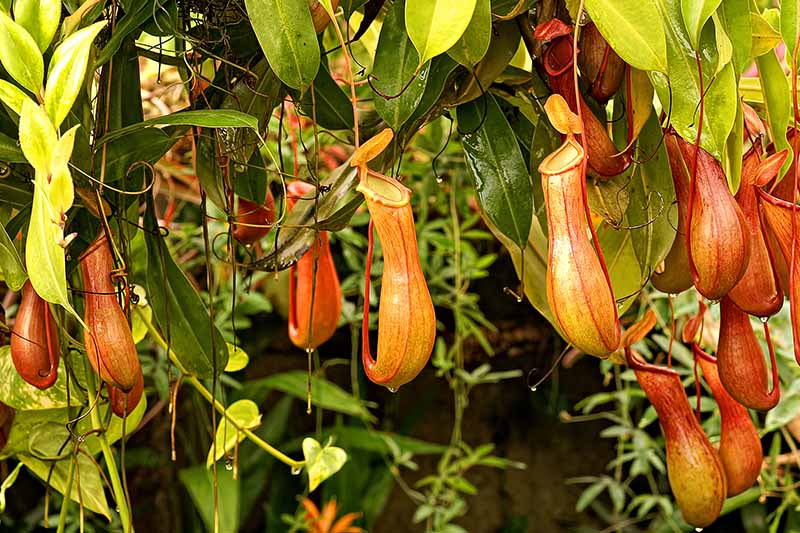 A close up horizontal image of a tropical Nepenthes pitcher plant with colorful traps growing in a pot indoors.