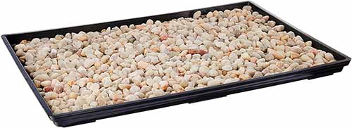 A close up horizontal image of a humidity tray filled with pebbles isolated on a white background.