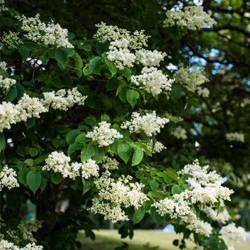 A close up square image of Syringa reticulata 'Ivory Pillar' growing in the garden with delicate white flowers.