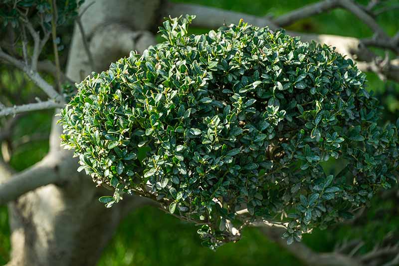 A close up horizontal image of a Japanese holly shrub pruned into a bonsai.