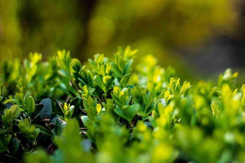 A close up horizontal image of the foliage of Japanese holly (Ilex crenata) pictured in light evening sunshine.