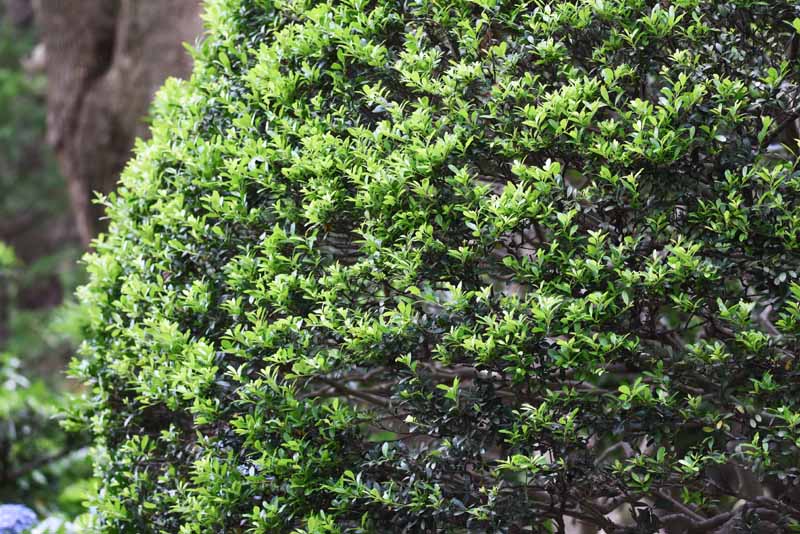 A close up horizontal image of Japanese holly (Ilex crenata) growing in the garden.