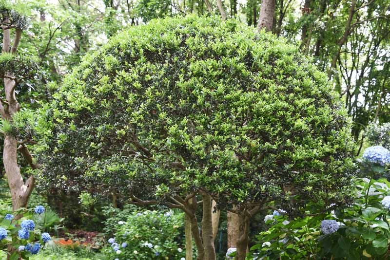 A close up horizontal image of a Japanese holly (Ilex crenata) shrub trained into a topiary shape.