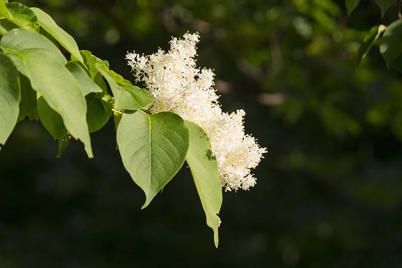 A close up horizontal image of the flowers and foliage of a Japanese tree lilac growing in the garden pictured on a soft focus background.