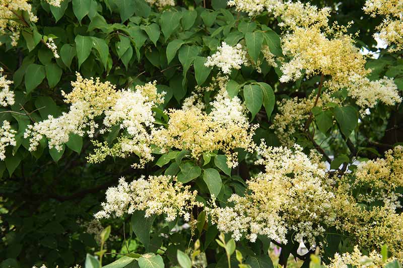 A close up horizontal image of a Syringa reticulata, aka Japanese tree lilac, growing in the garden in full bloom.