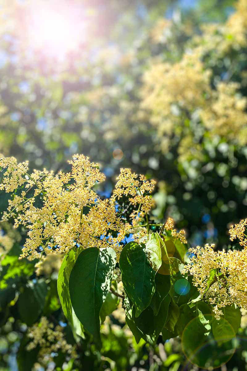 A close up vertical image of a Syringa reticulata plant growing in the garden pictured in evening sunshine.