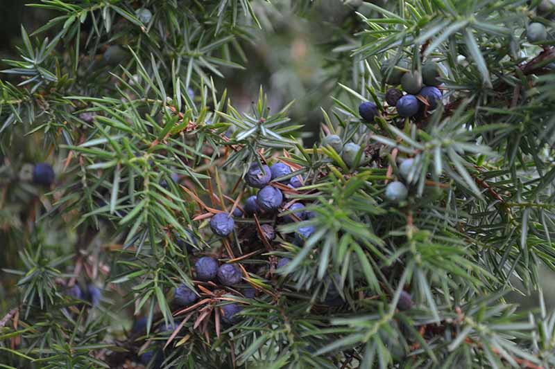 A close up horizontal image of the berries of Juniperus communis growing in the garden.