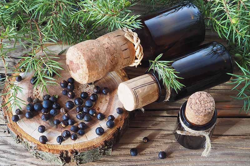 A close up horizontal image of small corked bottles containing homemade juniper tincture set on a wooden table with berries and twigs scattered around.