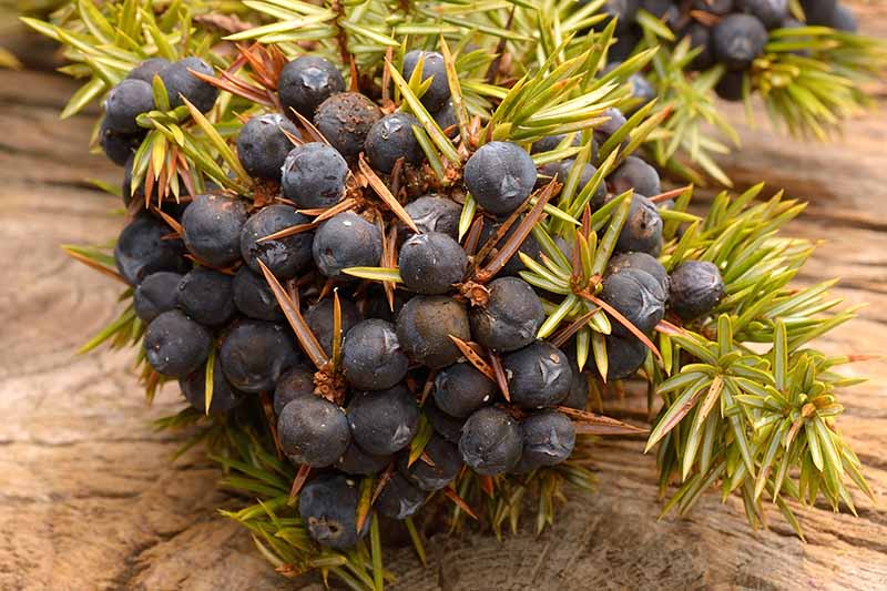 A close up horizontal image of juniper berries freshly harvested set on a wooden surface.