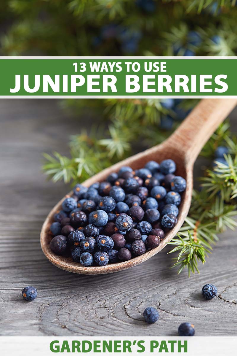 A close up vertical image of freshly harvested juniper berries in a wooden spoon with foliage in the background set on a wooden surface. To the top and bottom of the frame is green and white printed text.