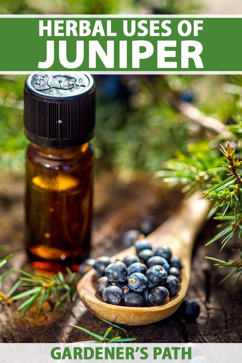 A close up vertical image of a small essential oil bottle on the left of the frame with a wooden spoon filled with juniper berries and foliage in soft focus in the background. To the top and bottom of the frame is green and white printed text.