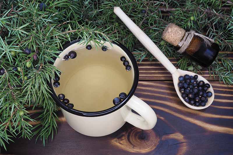 A close up horizontal image of juniper berry tea set on a wooden surface with foliage in soft focus in the background.