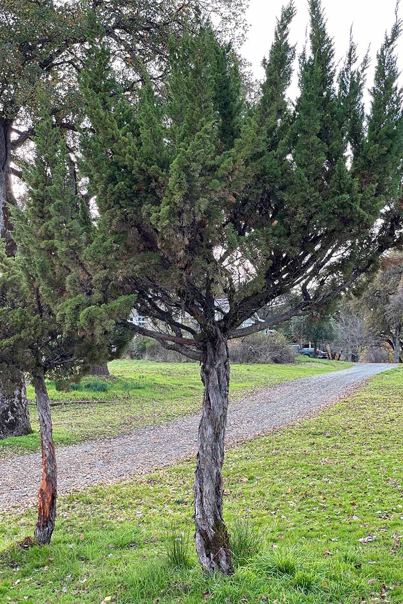 A close up vertical image of Juniperus occidentalis trees growing along the side of a driveway with a residence in the background.