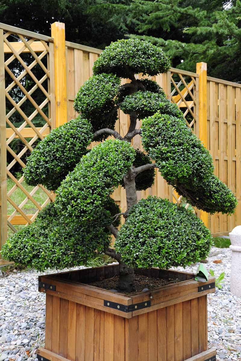 A close up vertical image of a large Ilex crenata trained as a bonsai growing in a wooden pot on a gravel patio.