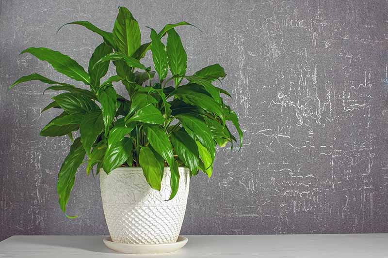 A close up horizontal image of a potted peace lily set on a white surface with a gray wall in the background.