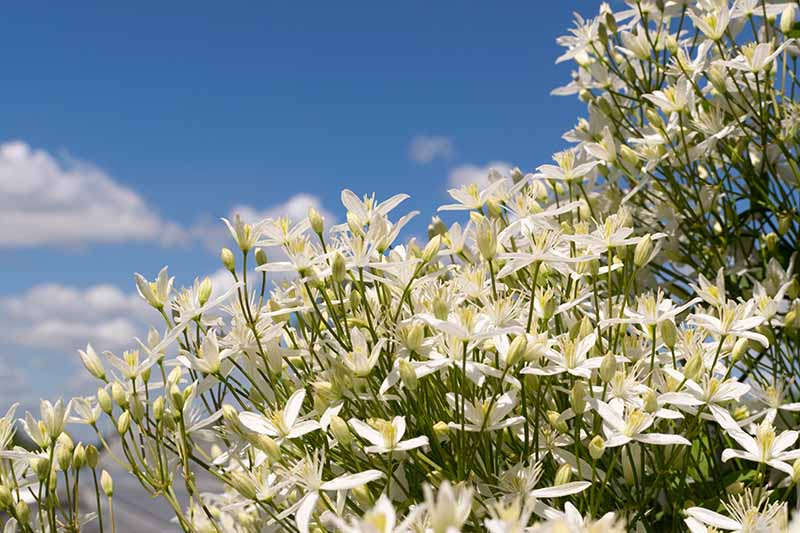 A close up horizontal image of white Clematis flammula growing in the garden pictured in bright sunshine on a blue sky background.