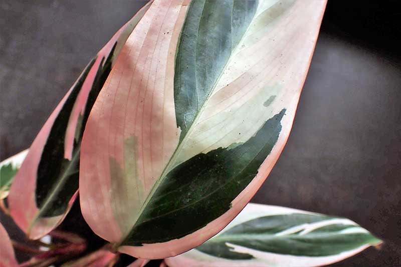 A close up horizontal image of the leaf detail of a Stromanthe thalia ‘Triostar’ houseplant.