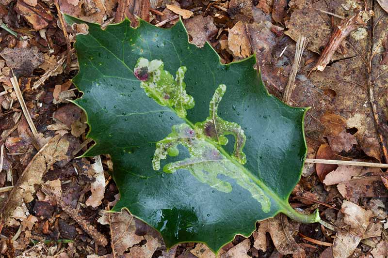 A close up horizontal image of an Ilex aquifolium leaf suffering from leaf miner damage on the ground.