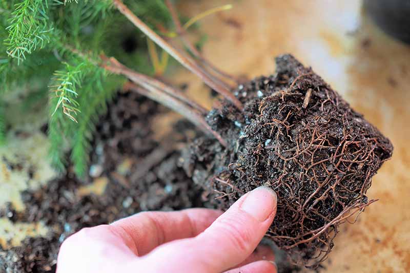 A close up horizontal image of a hand from the bottom of the frame loosening the roots of a plant for repotting.