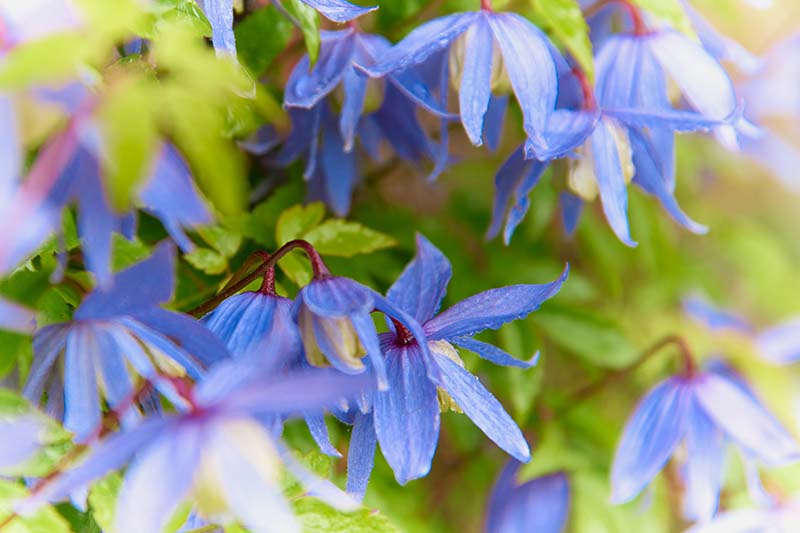 A close up horizontal image of light blue flowers growing in the garden pictured on a soft focus background.
