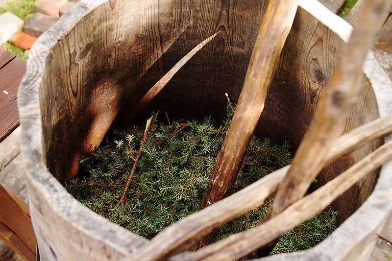 A close up horizontal image of a wooden vat used to filter sahtibeer through juniper branches.