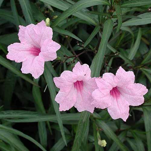 A close up square image of pink Mexican petunias growing in the garden with foliage in soft focus in the background.