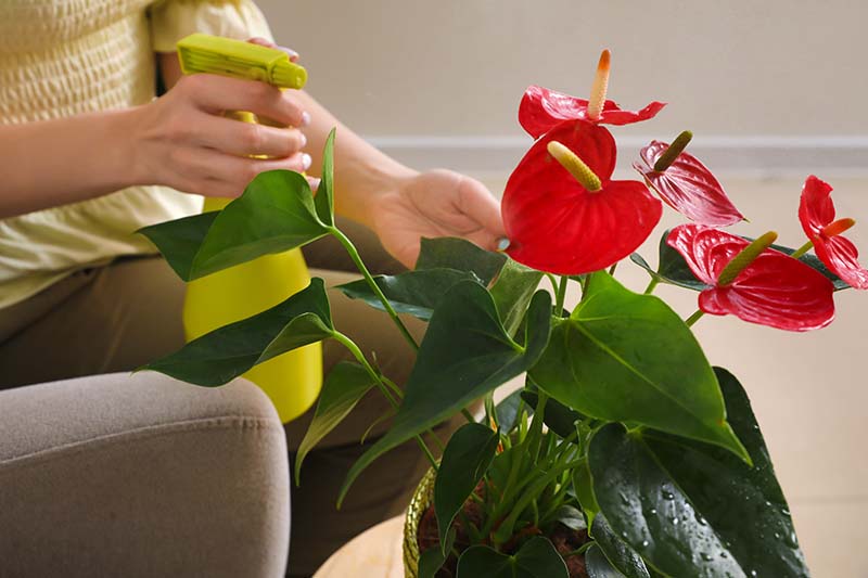A close up horizontal image of a gardener sitting in a chair holding a spray bottle and misting the leaves of an anthurium plant.