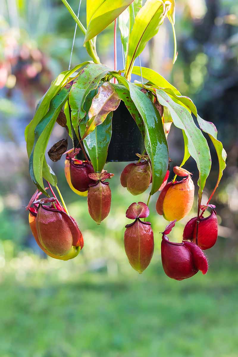 A close up vertical image of a tropical pitcher plant (nepenthes) growing in a hanging basket with bright red traps pictured in light sunshine on a soft focus background.