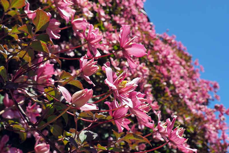 A close up horizontal image of pink Montana clematis growing in the garden pictured on a blue sky background.